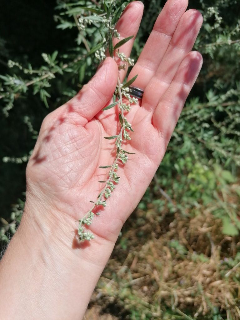 Hand mit Blütenstand des Beifußes