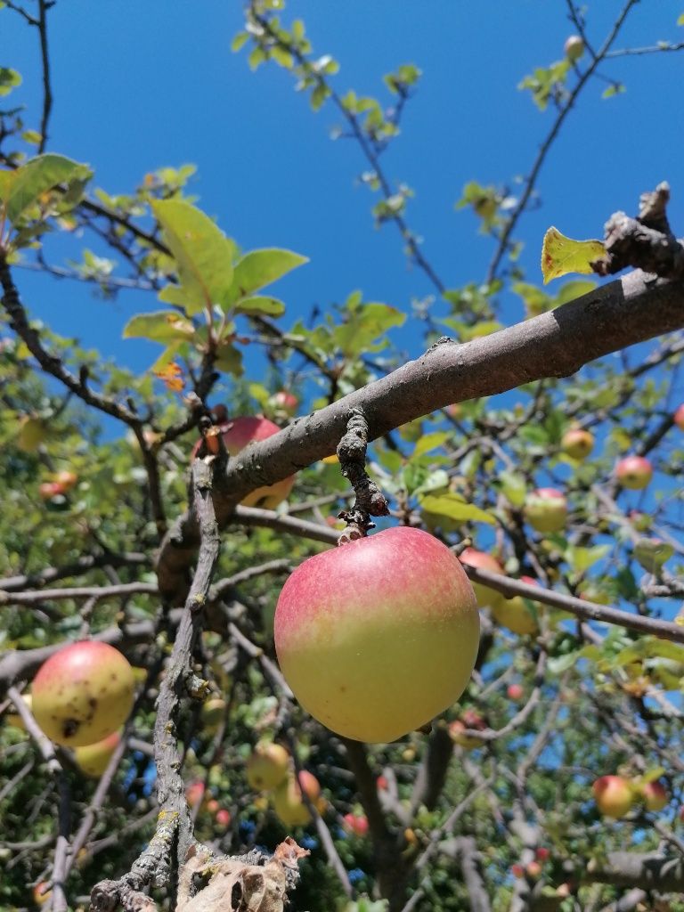 Rot-Gelber Apfel auf einem Apfelbaum