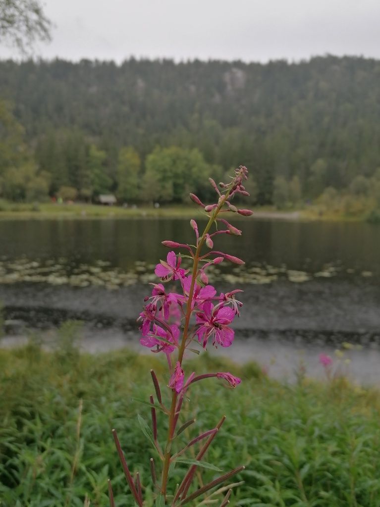 Pflanze mit lila Blüten im Vordergrund, dahinter ein See und Bäume