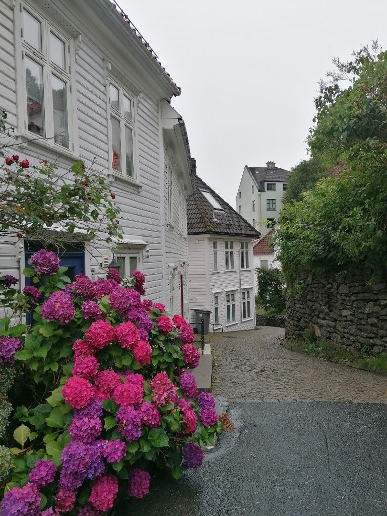 Große rosa Blüten in schmaler Gasse mit weißen Holzhäusern