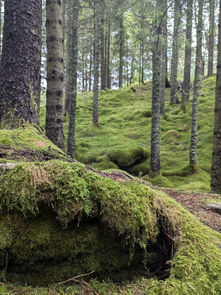 Bemooster Waldboden mit Schlitzen und Löchern , Baumwurzel im Vordergrund