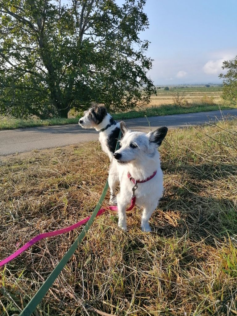 Zwei kleine weiß-schwarze Hunde: Nelly und Jimmy