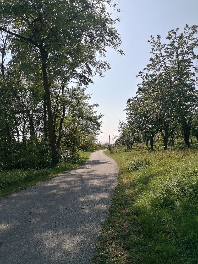 Schattiger Radweg, gesäumt von Wiese und Bäumen