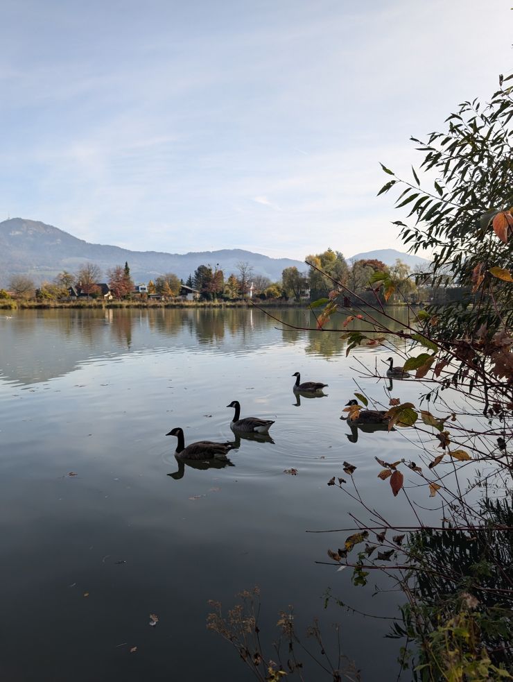 Schwimmende Gänse